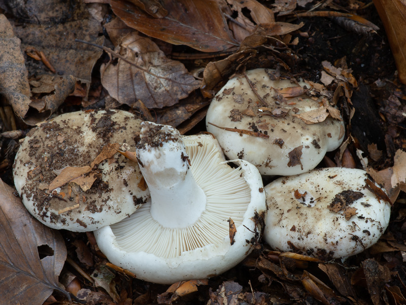 Russula densifolia